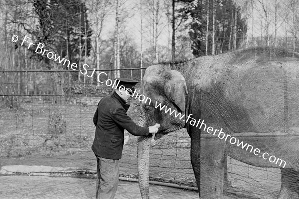 DUBLIN ZOO ELEPHANT